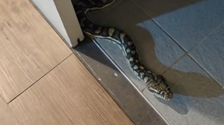 Τρόμος μέσα στη νύχτα - Πύθωνας έκοβε βόλτες σε μπάνιο σπιτιού (vid)