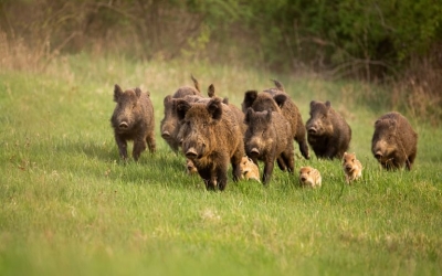 Ιταλία: Χαλάρωση της νομοθεσίας για το κυνήγι λόγω της... «εισβολής» αγριογούρουνων