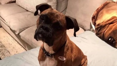 Πανούργο σχέδιο! - Γυναίκα καταχώρησε τον σκύλο της ως... ψηφοφόρο και ψήφισε γι'αυτόν 2 φορές!