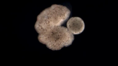 Σημαντική εξέλιξη: Τα πρώτα ρομπότ του κόσμου που έμαθαν να αναπαράγονται