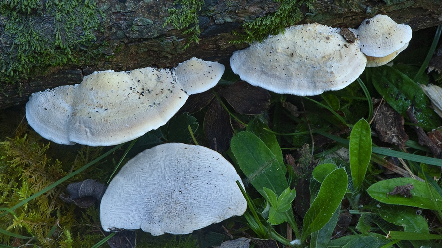 Δεν τρώγεται με τίποτα... το πιο πικρό μανιτάρι του κόσμου - Προκαλεί χημικό σοκ στον εγκέφαλο, παρότι μη-τοξικό!