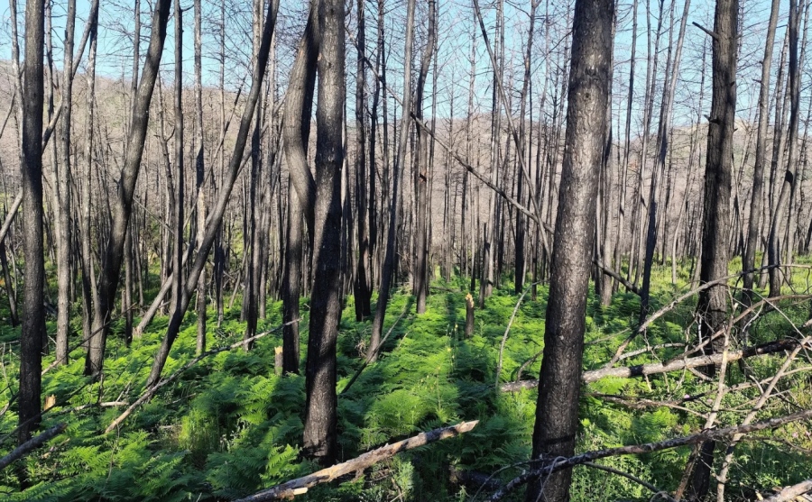 Τα πρώτα αποτελέσματα του προγράμματος παρακολούθησης - 2 χρόνια μετά τη μεγάλη πυρκαγιά, ο Έβρος ξαναγεννιέται