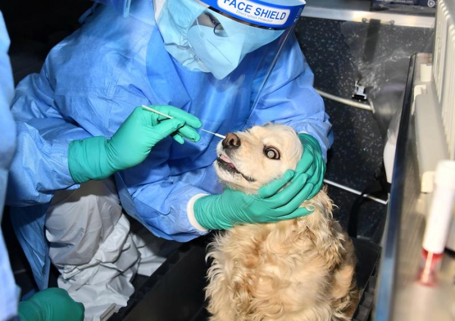 Σε τεστ για κορωνοϊό υποβλήθηκε σκύλος αφού εμφάνισε συμπτώματα - Ο ιδιοκτήτης νοσούσε ήδη