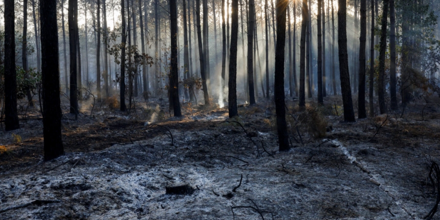 Δασικές πυρκαγιές: Ρεκόρ καμένων εκτάσεων φέτος στην Ευρώπη