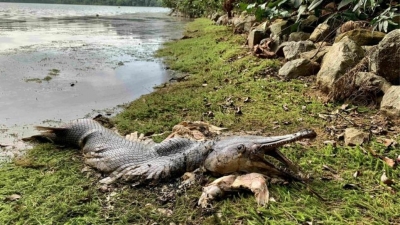 Εντοπίστηκε τεράστιο «προϊστορικό» ψάρι σε μέγεθος αλιγάτορα