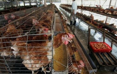 Τρομοκρατεί ο ιός της γρίπης των πτηνών H3N8: Θάνατοι ανθρώπων στην Κίνα - Πόσο αποτελεσματικά είναι τα τριδύναμα εμβόλια