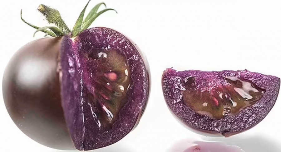 Μωβ ντομάτα με περισσότερα φλαβονοειδή «χάρισε» ζωή σε καρκινοπαθή πειραματόζωα - Ελπίδα για τους ανθρώπους