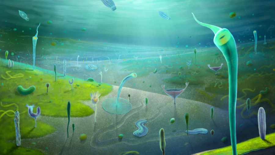 Ανατροπή στην ιστορία της ζωής - Η «έκρηξη» των ζώων ξεκίνησε εκατομμύρια χρόνια νωρίτερα απ' ότι πιστεύαμε