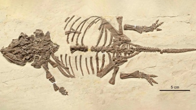 Σοκαρισμένοι οι παλαιοντολόγοι: Λύθηκε ένα μυστήριο 20 ετών - «Μικροσκοπικοί δεινόσαυροι» αποδείχθηκε ότι ήταν μωρά