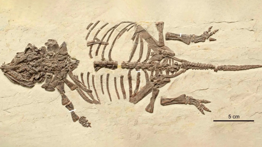 Σοκαρισμένοι οι παλαιοντολόγοι: Λύθηκε ένα μυστήριο 20 ετών - «Μικροσκοπικοί δεινόσαυροι» αποδείχθηκε ότι ήταν μωρά