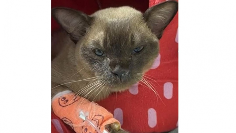 Εφτάψυχη γάτα αποκοιμήθηκε μέσα στο πλυντήριο και επέζησε της πλύσης - Συνηθισμένο περιστατικό λένε οι γιατροί