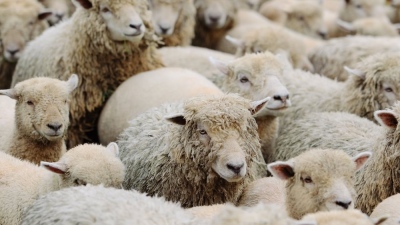 Τελείωσαν την κτηνοτροφία – Σοκαριστικά νούμερα από την Κεντρική Μακεδονία: 57.000 ζώα θανατώθηκαν λόγω της ευλογιάς