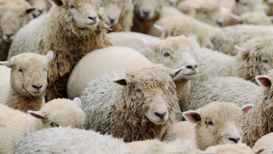 Τελείωσαν την κτηνοτροφία – Σοκαριστικά νούμερα από την Κεντρική Μακεδονία: 57.000 ζώα θανατώθηκαν λόγω της ευλογιάς