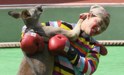 Ποια ζώα θα μπορούσες να κερδίσεις σε έναν «αγώνα»... πάλης μαζί τους; Οι πολίτες απαντούν