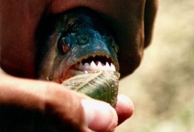 Ντου από piranhas σε λουόμενους στην Αργεντινή - Πάνω από 40 τραυματίες, ένας ακρωτηριασμός