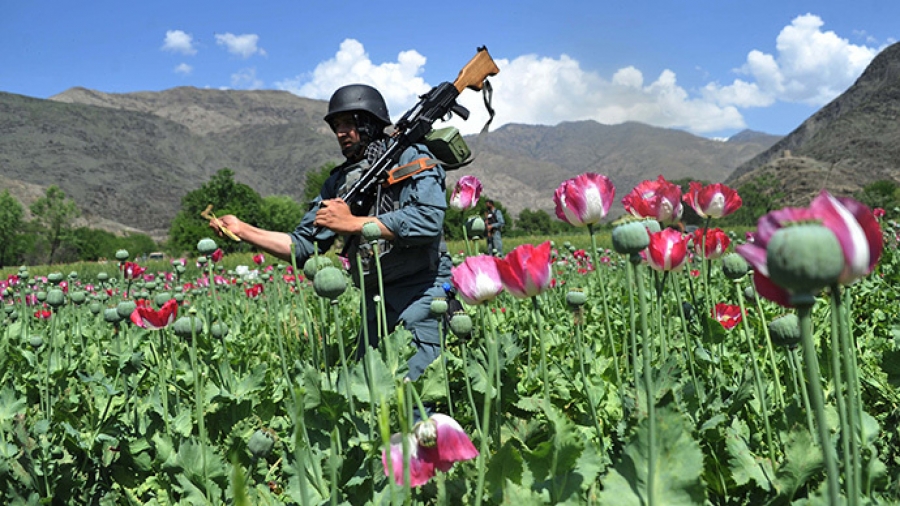 Το μεγάλο διακύβευμα στο Αφγανιστάν - Θα σταματήσουν την παραγωγή οπίου οι Ταλιμπάν; - Η απάντηση της Δύσης