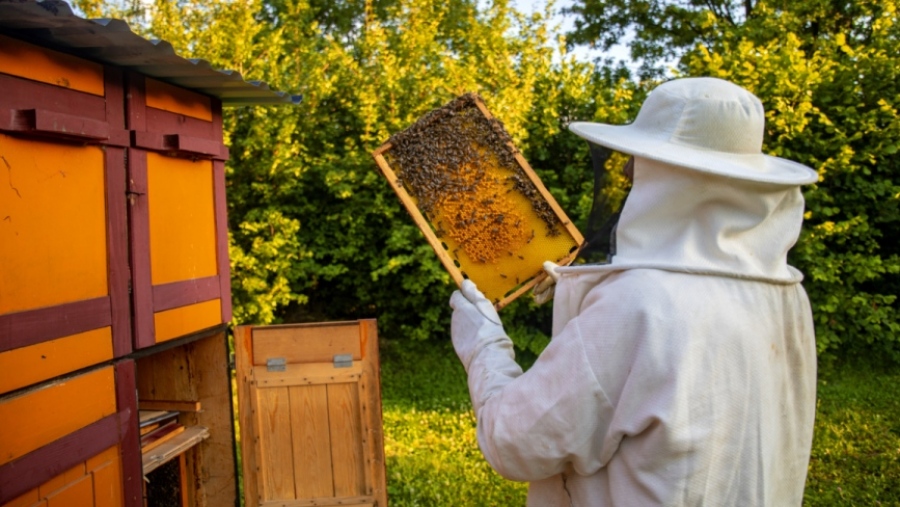 Μελισσοκόμος αρνείται να υποβληθεί σε αλκοτέστ και απελευθερώνει τις μέλισσες κατά των αστυνομικών