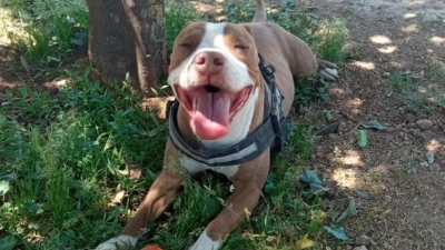 Γαλάτσι: Η καταγγελία της ιδιοκτήτριας του σκύλου που πυροβολήθηκε από αστυνομικό – «Θα υποβάλλουμε μήνυση»