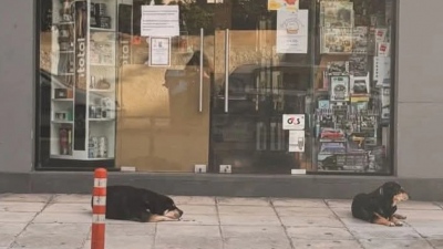 Σκυλιά στα Χανιά περιμένουν έξω από το μαγαζί της ιδιοκτήτριάς τους που έχει πεθάνει