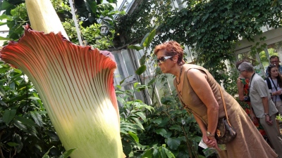Κοσμοσυρροή για τον «Φαλλό του Τιτάνα» - Λουλούδι 2 μέτρα, ανθίζει μια φορά στα 3 χρόνια για λίγες ώρες