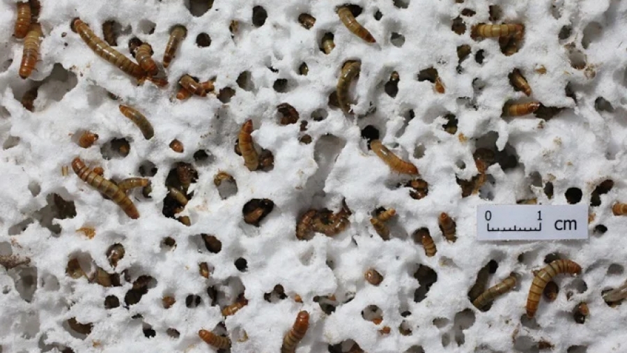 Πανεπιστήμιο Queensland: Σκουλήκια που τρώνε... πλαστικό φέρνουν την επανάσταση στην ανακύκλωση