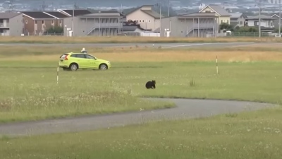 Αεροδρόμιο αναστέλλει τη λειτουργία του λόγω εισβολής... αρκούδας (vid)