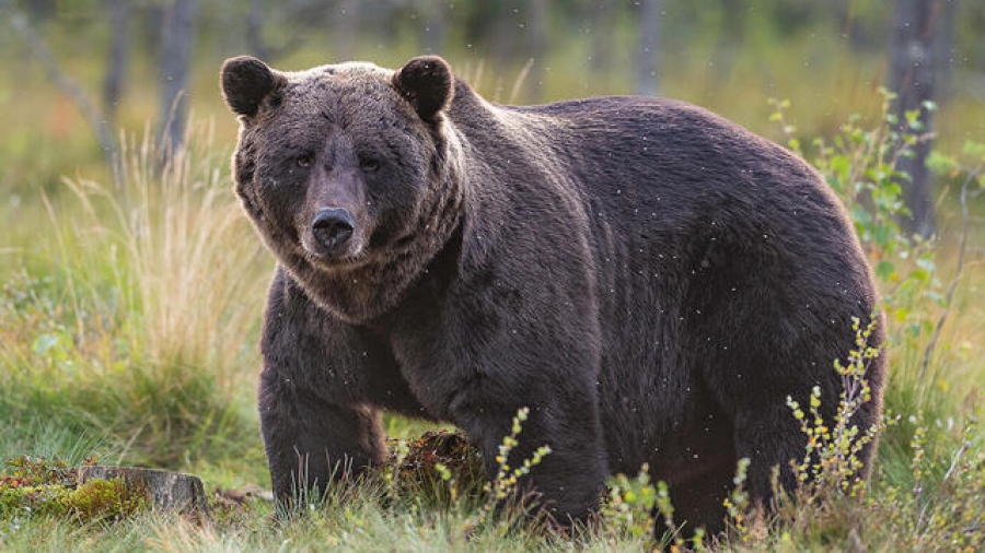 Ρωσία: Οδηγός δεν δίνει σνακ σε αρκούδα και αυτή επιχειρεί να μπει στο αυτοκίνητο (vid)