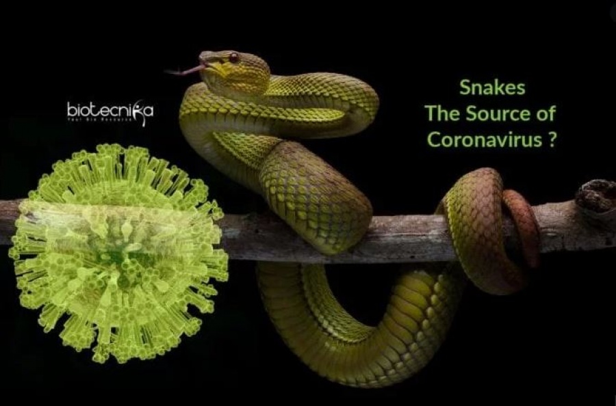 Φίδια, νυχτερίδες, μανιτάρια και ποντίκια - Οι επιστήμονες υποψιάζονται ότι ο νέος κορωναϊός προέρχεται από ζώα