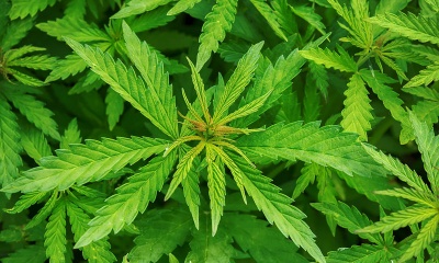 Στην International Cannabis η πρώτη άδεια καλλιέργειας κάνναβης για ιατρική χρήση, στην Ελλάδα