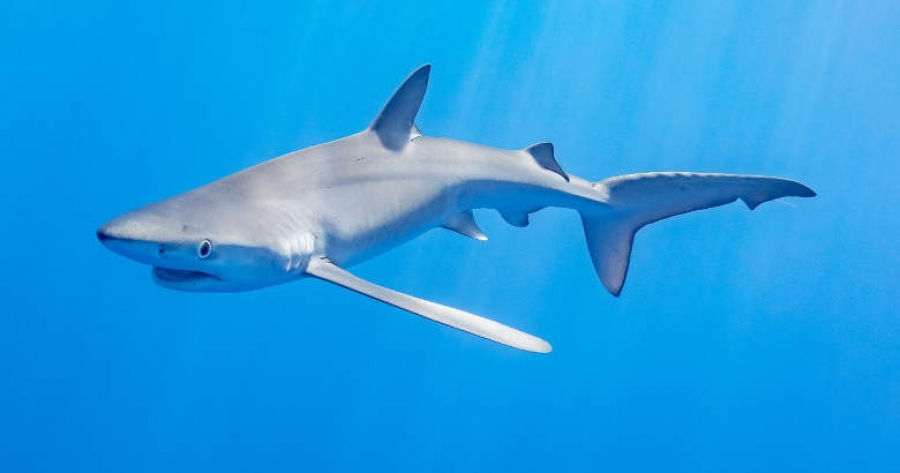Κύθηρα: Γαλάζιος καρχαρίας πάνω από τρία μέτρα