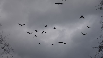 «Μαύρος» οιωνός πάνω από το Tel Aviv: Χιλιάδες χιλιάδες κοράκια «σκέπασαν» την πόλη – Τι διαισθάνονται