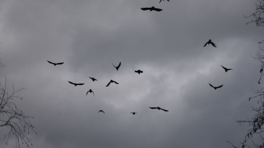 «Μαύρος» οιωνός πάνω από το Tel Aviv: Χιλιάδες κοράκια «σκέπασαν» την πόλη – Τι διαισθάνονται