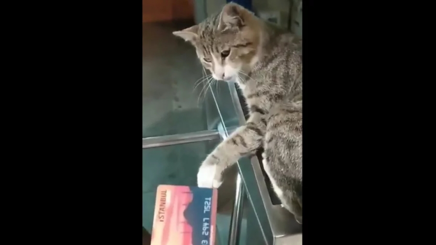 Κωνσταντινούπολη: Viral το βίντεο Imamoglu με (εκνευρισμένη) γάτα σε ακυρωτικό μηχάνημα του μετρό