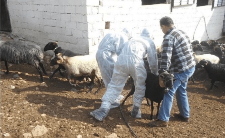 Εντείνουν τις πιέσεις για εμβολιασμό κατά της ευλογιάς οι κτηνοτρόφοι – «Η κυβέρνηση Μητσοτάκη ξεκλήρισε τα κοπάδια μας»