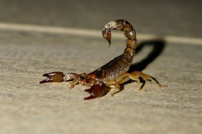 Την δάγκωσε σκορπιός σε δοκιμαστήριο Zara... Στο νοσοκομείο φοιτήτρια