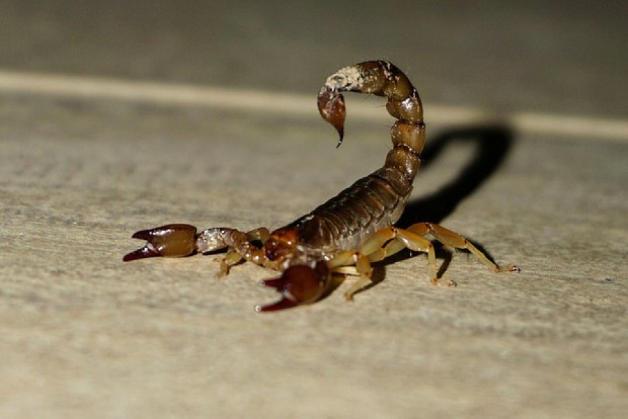 Την δάγκωσε σκορπιός σε δοκιμαστήριο Zara... Στο νοσοκομείο φοιτήτρια