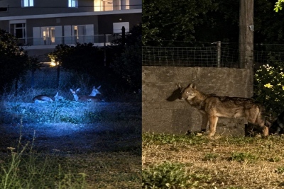 Βίντεο σοκ στη Χασιά: Ελάφια λούφαξαν στη μάνδρα σπιτιού για να γλυτώσουν από λύκο