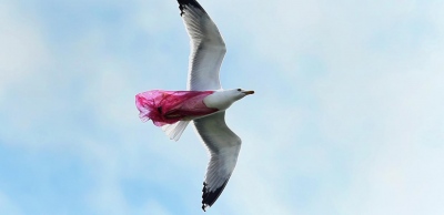 Θλίψη: Ασημόγλαρος πετάει στον ουρανό της Αττικής μπλεγμένος σε πλαστική σακούλα