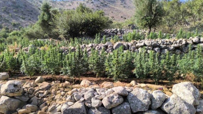 ΕΛ.ΑΣ - Λακωνία: Φυτεία  με 2.257 δενδρύλια κάνναβης σε δύσβατη αγροτοδασική περιοχή -  Στις 4 οι συλλήψεις