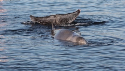 Ελεύθερη αφέθηκε η φάλαινα που είχε βγει στον Άλιμο - Εθεάθη στη Σαλαμίνα