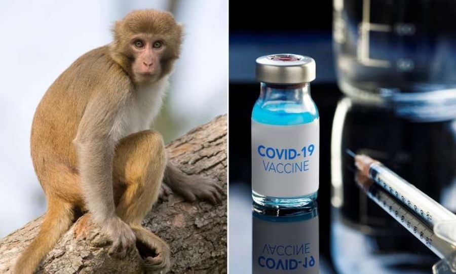 Great Reset: Γιατί η ευλογιά των πιθήκων εντοπίστηκε μόνο σε χώρες όπου χορηγήθηκε το εμβόλιο της Pfizer για τον covid;