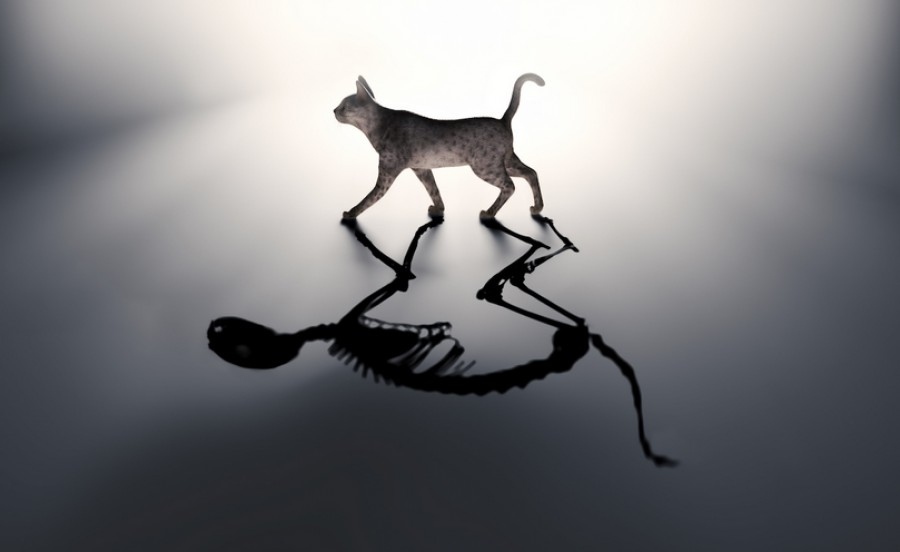 Rabobank: Κβαντικό παράδοξο στο Hormuz – Η «Γάτα του Schrödinger» τινάζει την παγκόσμια οικονομία στον αέρα