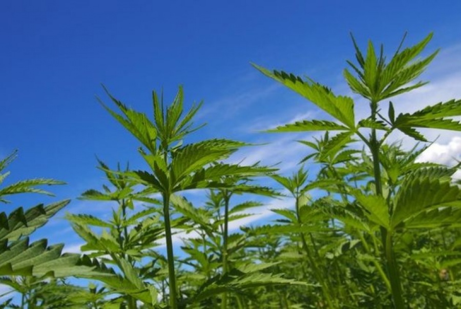 Νομιμοποίηση της κάνναβης για ψυχαγωγικούς σκοπούς σχεδιάζει η Νέα Υόρκη