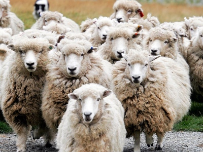 Βόλος: «Τα πρόβατα έφαγαν 300 κιλά κάνναβης, χοροπηδούσαν πιο ψηλά και από τα κατσίκια» λέει ο αγρότης