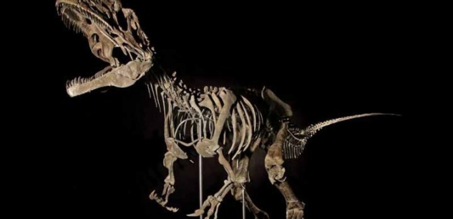 Μογγολία: Τα λείψανα ενός άγνωστου είδους δεινοσαύρου, βρέθηκαν ξεχασμένα σε ινστιτούτο της Ουλάν Μπατόρ