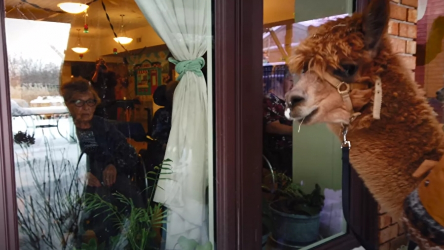 Κορωνοϊός: Έφτιαξαν αντισώματα «τούρμπο» από αλπακά - Ελπίδα για θεραπεία με φάρμακα