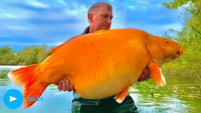 Ψαράς στη Γαλλία έπιασε τεράστιο χρυσόψαρο, πάνω από 30 κιλά