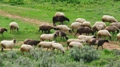 Χάος και απόγνωση κτηνοτρόφων στη Λέσβο - Συμμόρφωση με τα μέτρα ζητά το υπ. Αγροτικής Ανάπτυξης, 43 κρούσματα
