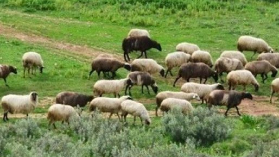 Χάος και απόγνωση κτηνοτρόφων στη Λέσβο - Συμμόρφωση με τα μέτρα ζητά το υπ. Αγροτικής Ανάπτυξης, 43 κρούσματα