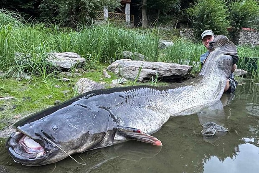 Σκέψου να το βρεις μπροστά σου... Ψαράς έπιασε γατόψαρο μήκους 3 μέτρων - Πάλευαν επί 50 λεπτά